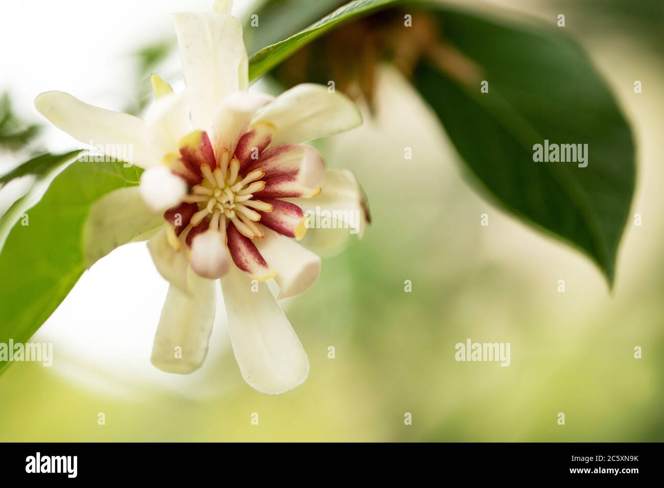 Die Blüte eines hybriden Süßstrauch (Calycanthus x cv. Venus) in der Familie der Calycanthaceae, die in Nordamerika beheimatet sind. Stockfoto