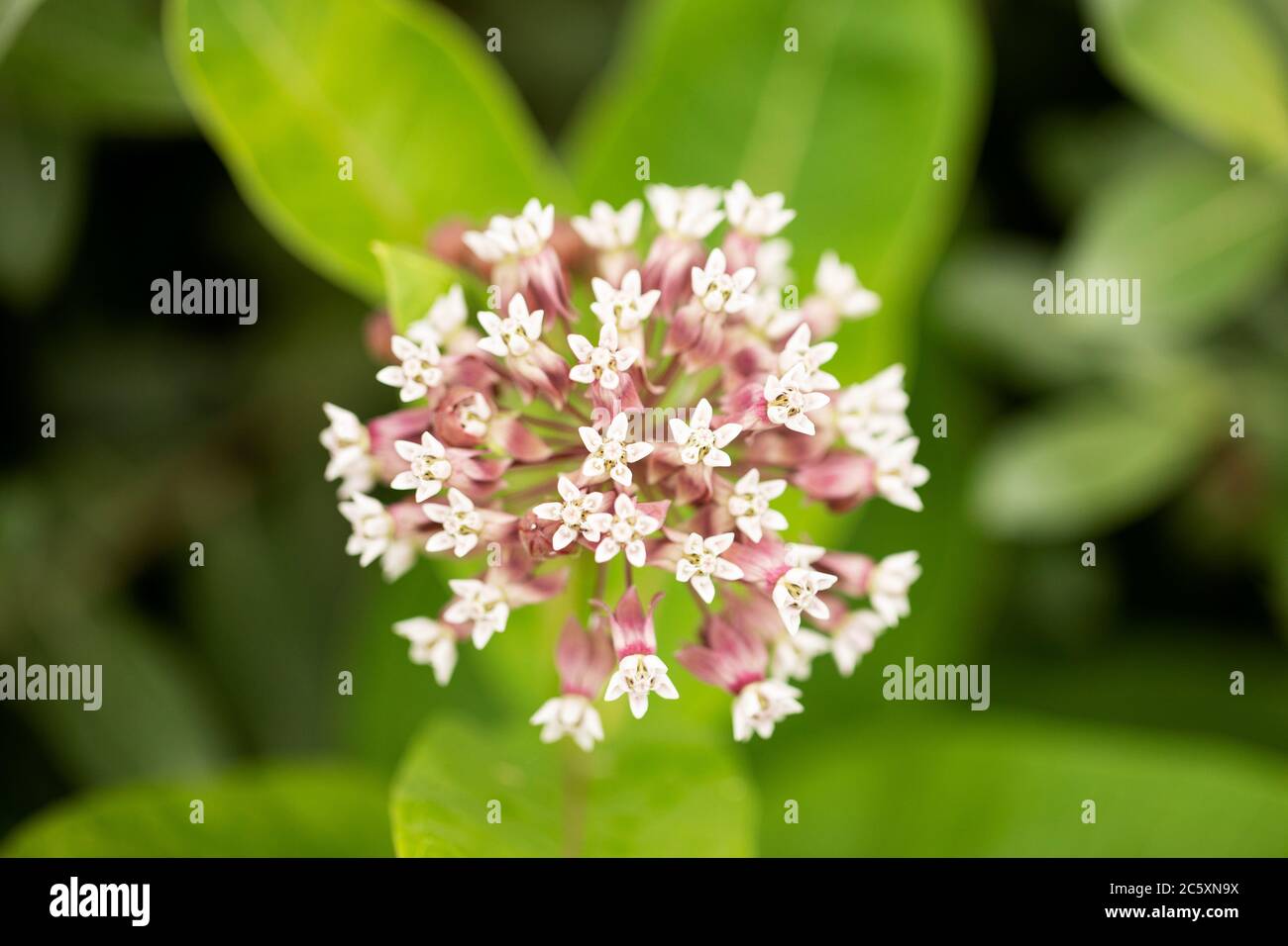 Gemeine Milchkrautpflanze (Asclepias syriaca), die in einem Sommergarten blüht. Auch bekannt als Schmetterlingsblume, Seidenrautkraut, seidige Schwalbenkraut und Virginia Seidenrautkraut. Stockfoto