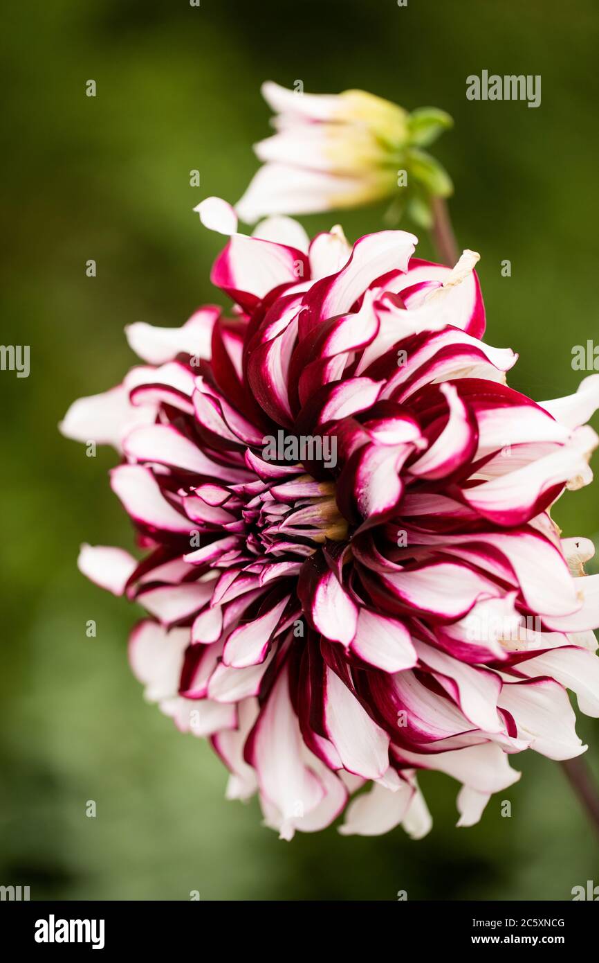 Dinnerplate Dahlia in der Vielfalt Tartan produziert große, dramatische bicolor Blüten in Burgund und weiß. Stockfoto