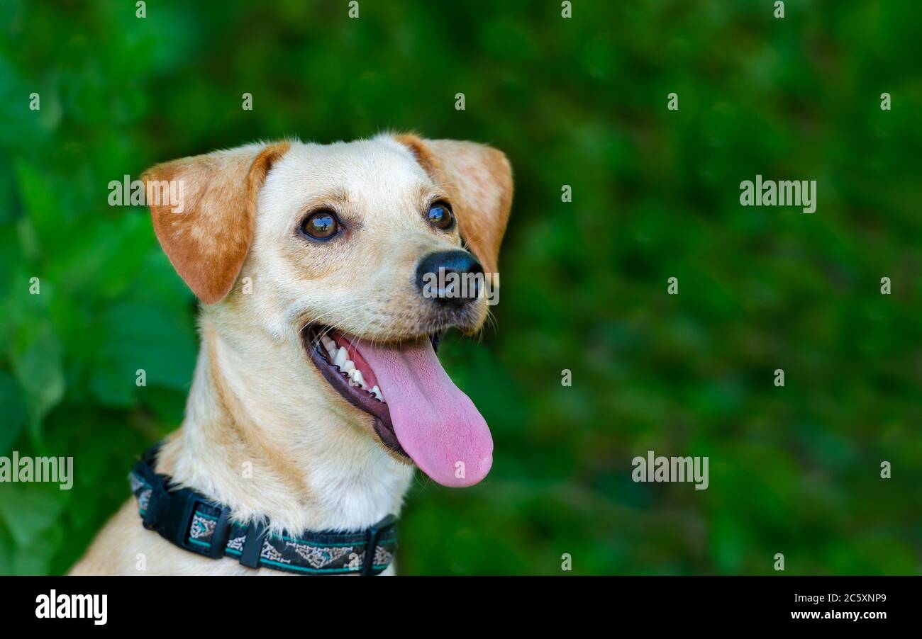 Ein netter weißer Hund ist draußen gegen einen natürlichen grünen Hintergrund Stockfoto