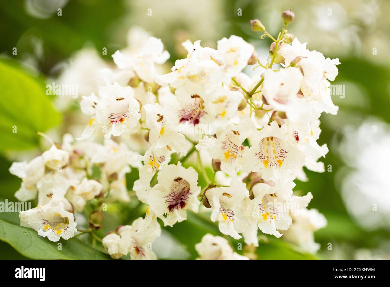 Blumen auf einem Catalpa bignonioides Baum, auch bekannt als südlicher catalpa, Zigarrenkanne und indische Bohnenbaum, heimisch im Südosten der Vereinigten Staaten. Stockfoto