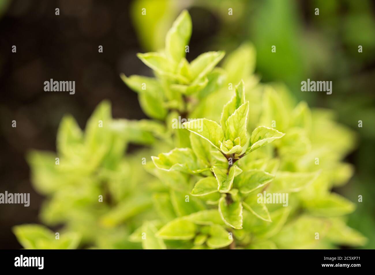 In der Familie der Lamiaceae ist ein gefärbtes afrikanisches Basilikum (Ocimum basilicum), auch bekannt als großes Basilikum. Die Sorte ist African Blue. Stockfoto