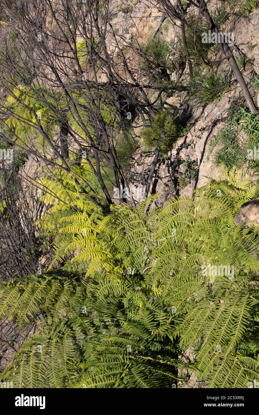 australische Buschfeuer 2020 verbrannte Gebiete des Blue Mountains National Park in NSW, Pflanzenwelt regeneriert sich jetzt, Australien Stockfoto