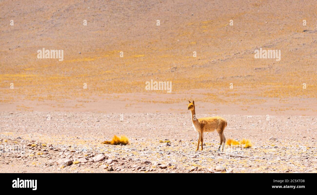 Panorama einer Vicuna (Vicugna vicugna) in den Anden, Bolivien. Stockfoto