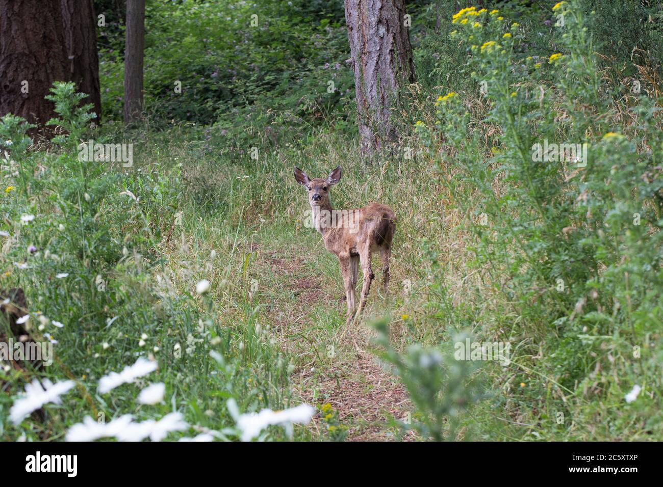 Ein junger Hirsch auf einem Weg in ländlichen Eugene, Oregon, USA. Stockfoto