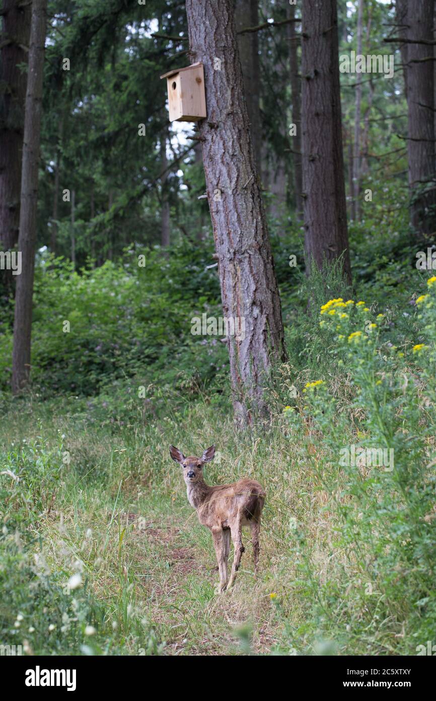 Ein junger Hirsch auf einem Weg in ländlichen Eugene, Oregon, USA. Stockfoto