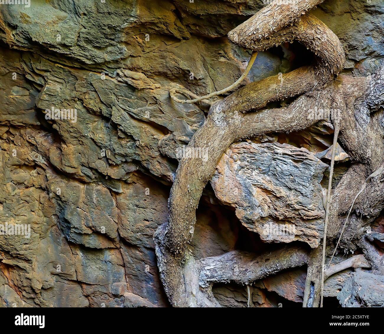 Lavaröhren Ökosystem im Undara National Park Outback Australien geführte Torbogen Tour Stockfoto