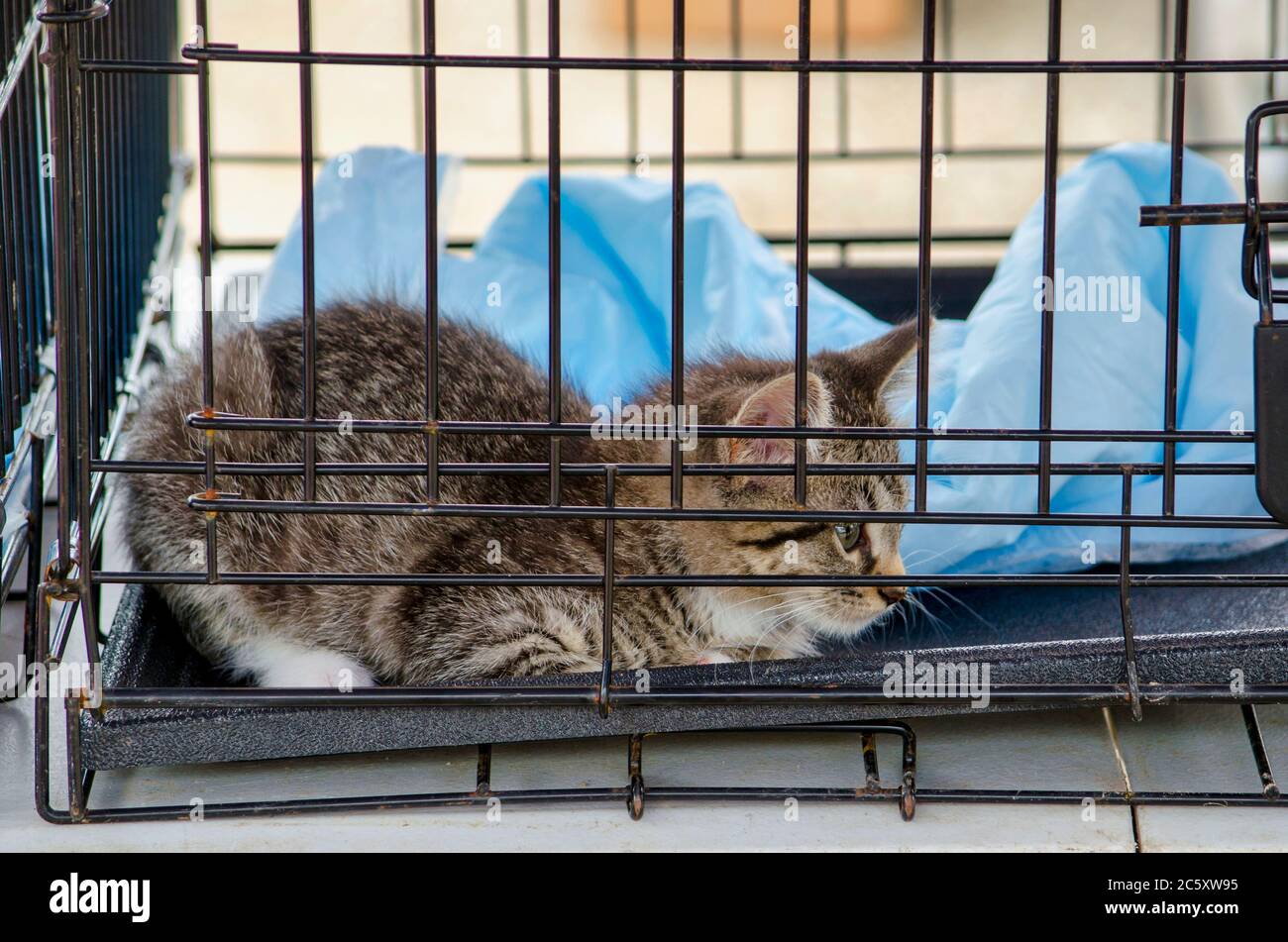 Ein kleines Kätzchen sitzt traurig und ängstlich in einem Käfig bei einer Adoptionsveranstaltung für die lokale humane Gesellschaft. Zum Glück fand sie ein gutes Zuhause Stockfoto