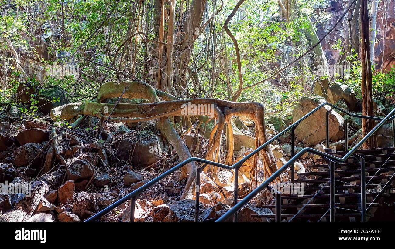 Treppenhaus zu Lava Tubes Ökosystem im Undara National Park Outback Australien geführte Torbogen-Tour Stockfoto