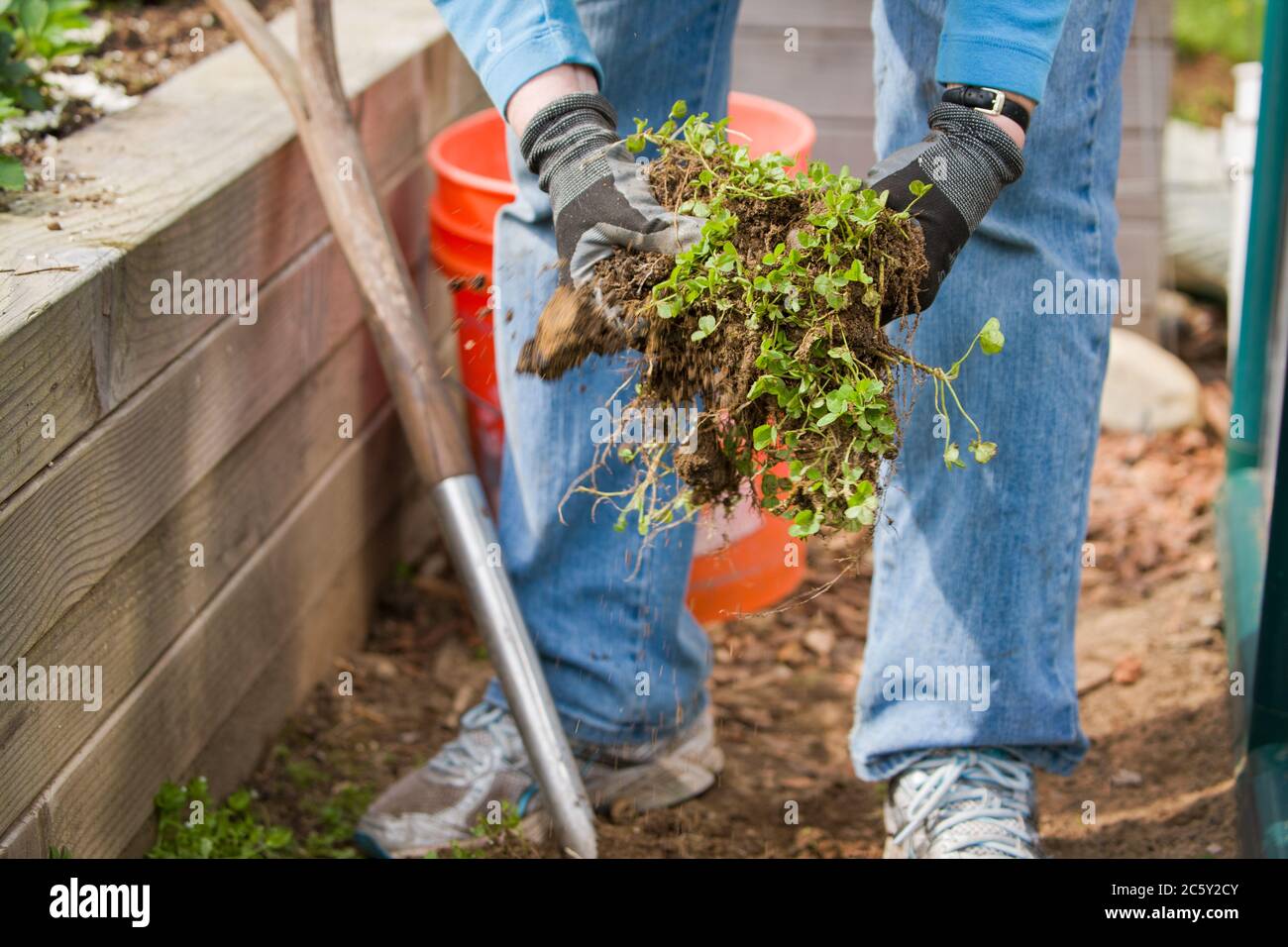 Frau, die mit Schaufel Unkraut zu lösen, und dann ziehen sie aus dem Garten in Sammamish, Washington, USA Stockfoto