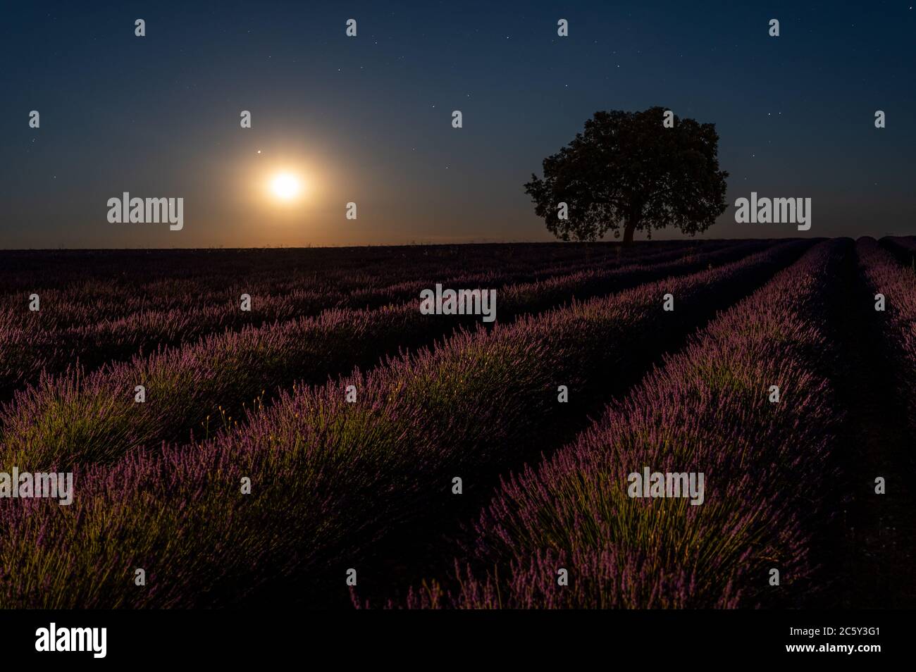 Brihuega, Guadalajara, Spanien. Juli 2020. Der Vollmond des Juli, bekannt als Buck Moon, steigt mit Saturn und Jupiter über einem Lavendelfeld in der Nähe des Dorfes Brihuega auf, einer der größten Lavendelplantagen Spaniens, die in den kommenden Tagen geerntet werden. Quelle: Marcos del Mazo/Alamy Live News Stockfoto