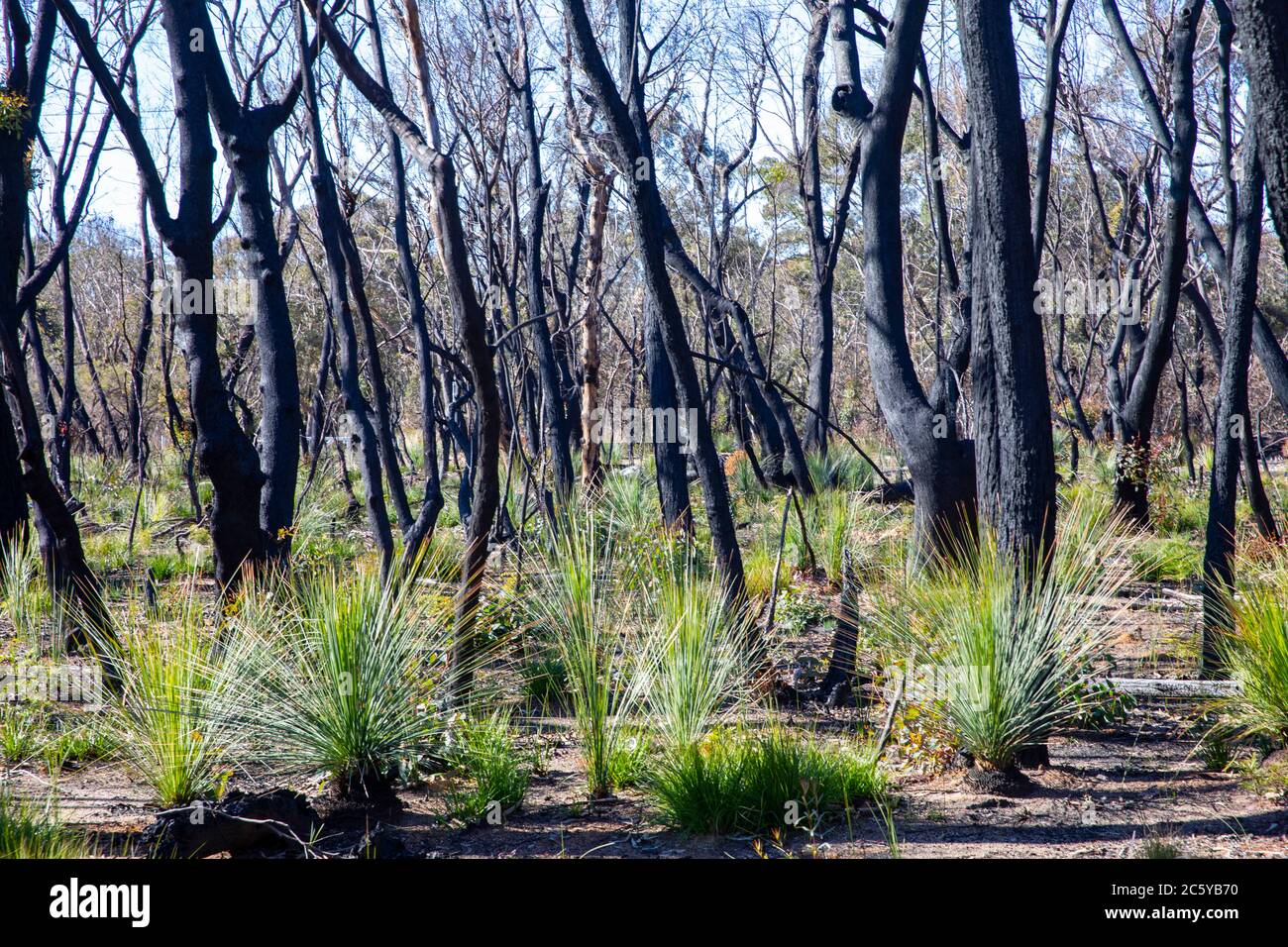 Australien Busch Foires 2020 in Blue Mountains Nationalpark NSW mit grünen Triebe der Erholung nach den Bränden, Australien Stockfoto