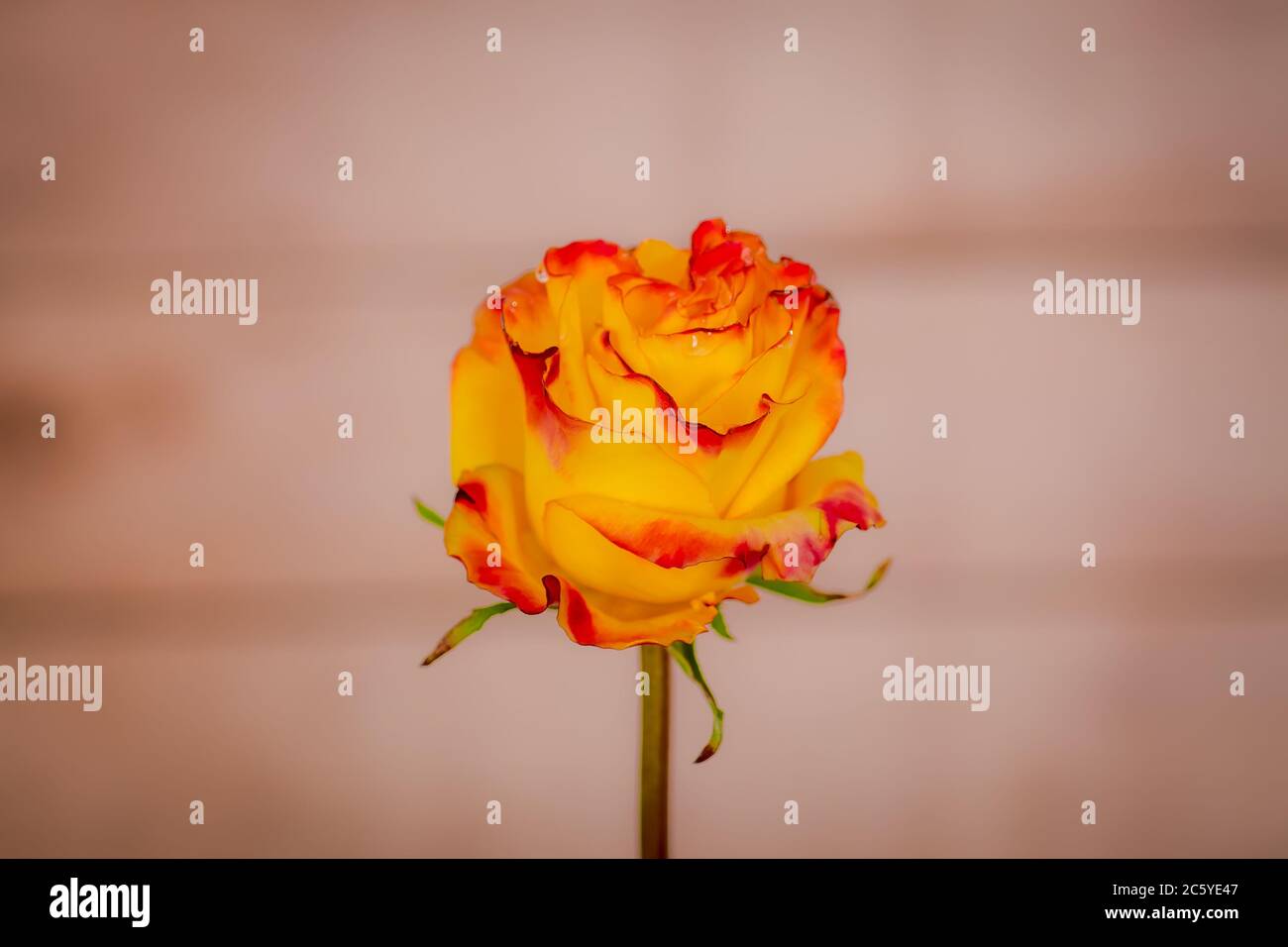 Nahaufnahme eines Straußes von Nachrichten Flash Garten Rosen Vielfalt, Studio Schuss, gelbe und rote Blumen Stockfoto