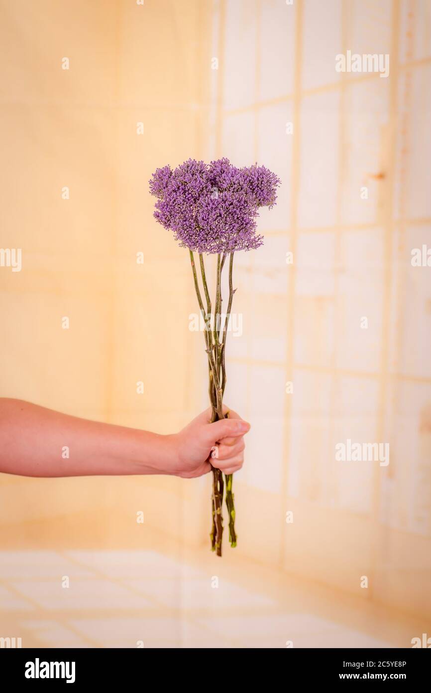 Frauen Hand hält einen Strauß VIOLETT TRACHELIUM Sommer Blumen Vielfalt, Studio Schuss, lila Blumen Stockfoto