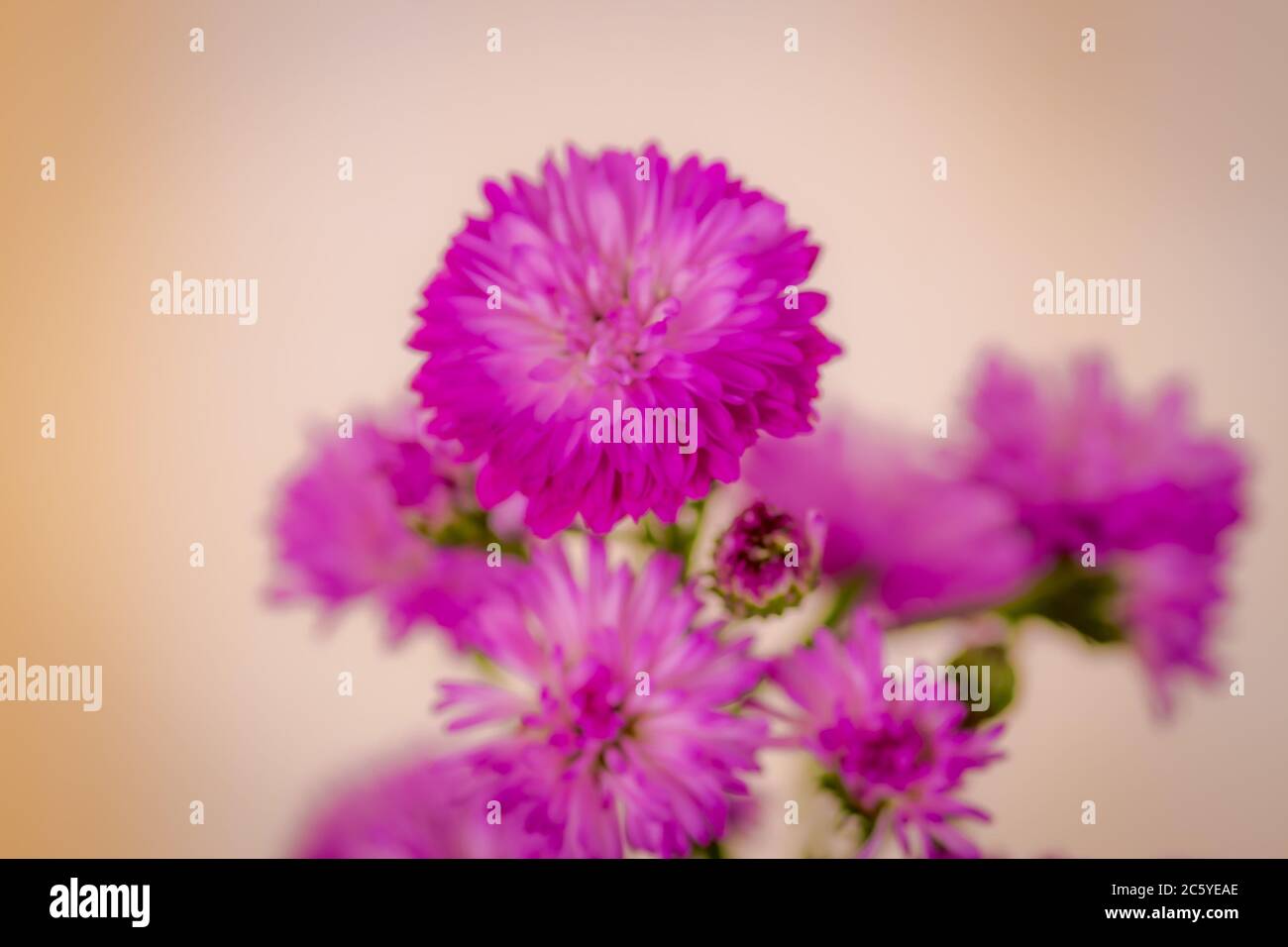 Nahaufnahme eines Straußes von Astee lila Sommer Blumen Vielfalt, Studio Schuss, lila Blumen Vielfalt. Stockfoto