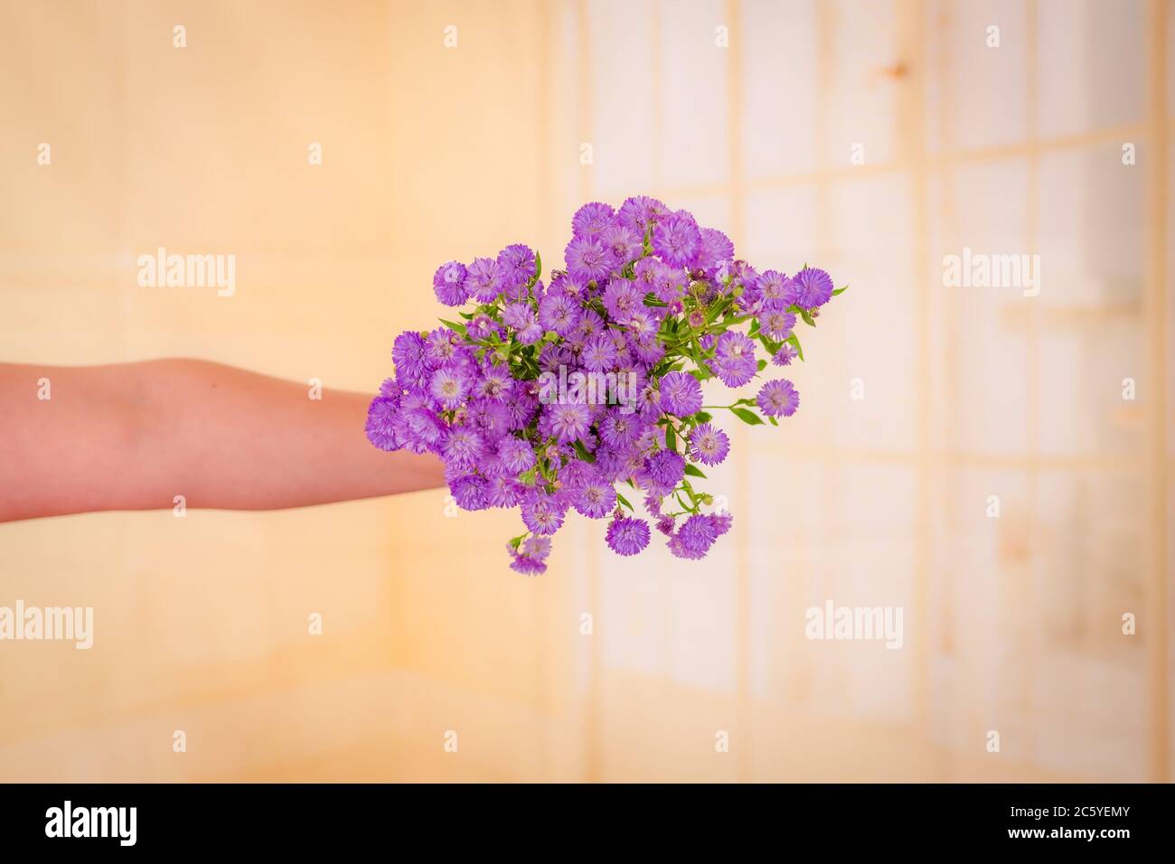 Ein Strauß Astee Blue Summer Blumen Vielfalt, Studio Schuss, lila Blumen. Stockfoto
