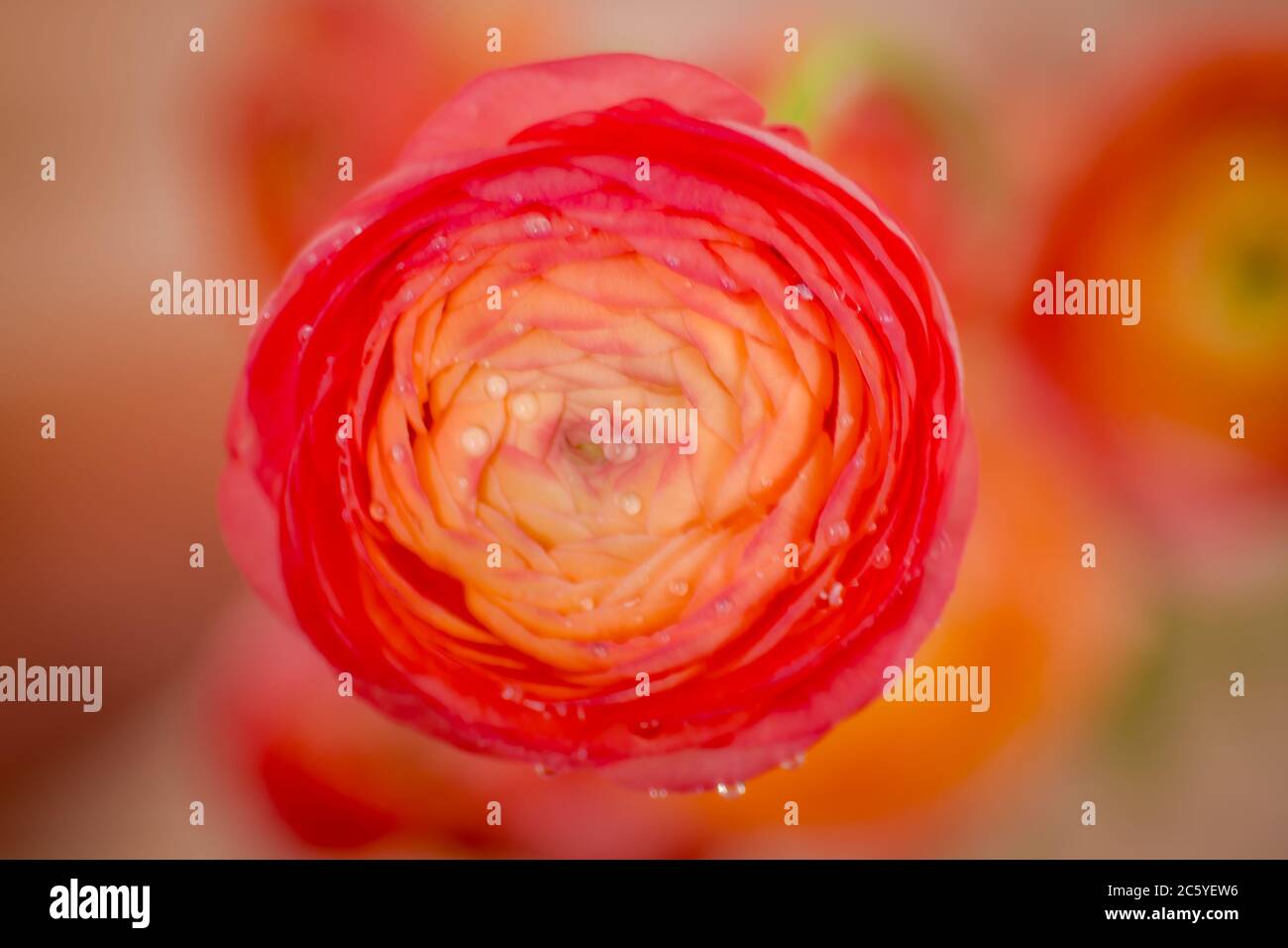 Nahaufnahme eines Straußes Ranunculus Peach Sommer Blumen Vielfalt, Studio erschossen, rosa Blumen Stockfoto