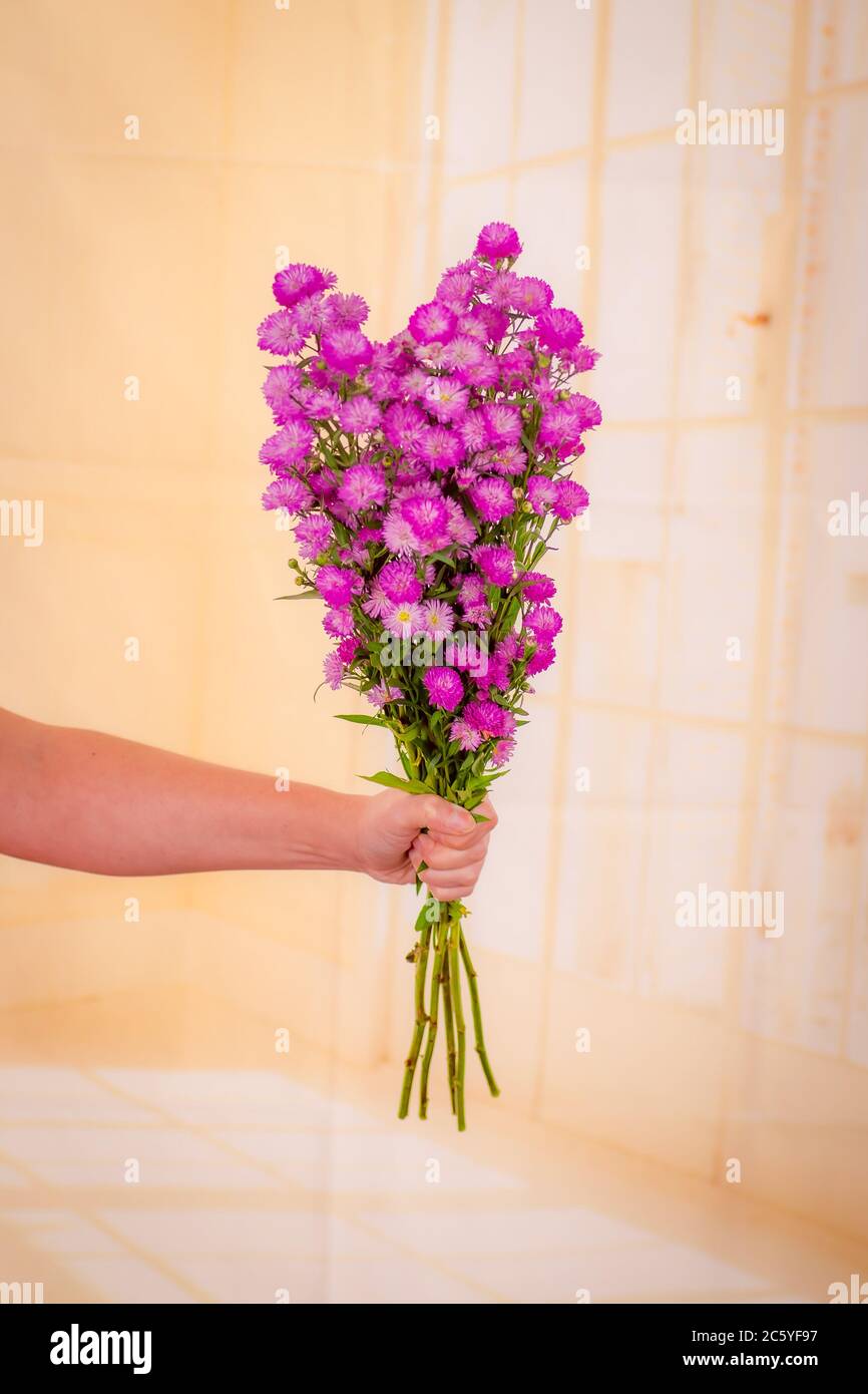 Frauen Hand hält einen Strauß von Astee Blue Summer Blumen Vielfalt, Studio erschossen, rosa Blumen Stockfoto