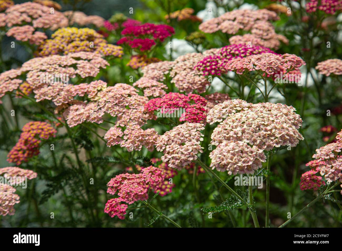 Nahaufnahme von rosa und roten Schafgarben Blüten mit verschwommenem Hintergrund Stockfoto