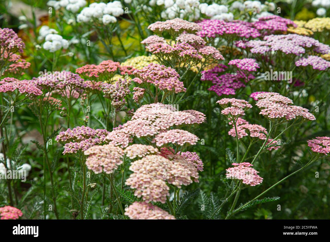 Nahaufnahme von rosa und weißen Schafgarben Blüten mit verschwommenem Vorder- und Hintergrund Stockfoto