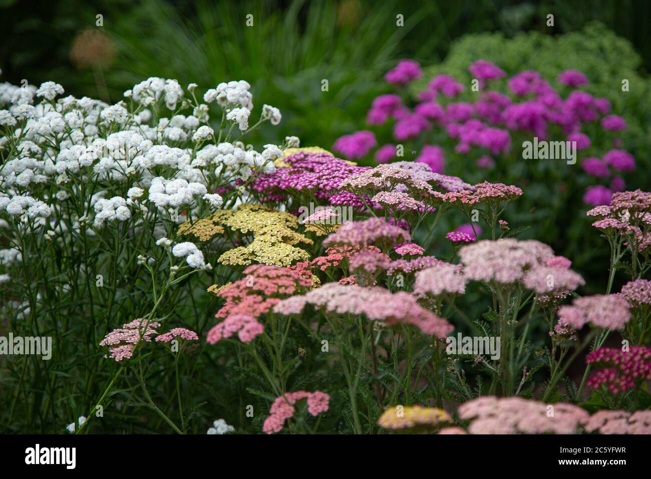 Nahaufnahme von rosa und gelben Schafgarben Blüten mit verschwommenem Vorder- und Hintergrund Stockfoto