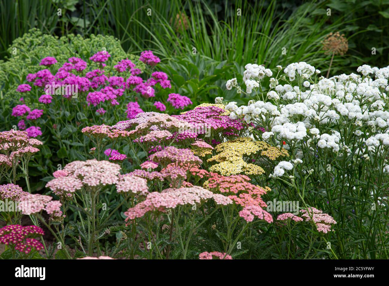 Nahaufnahme von rosa, weißen und gelben Schafgarben-Blüten Stockfoto