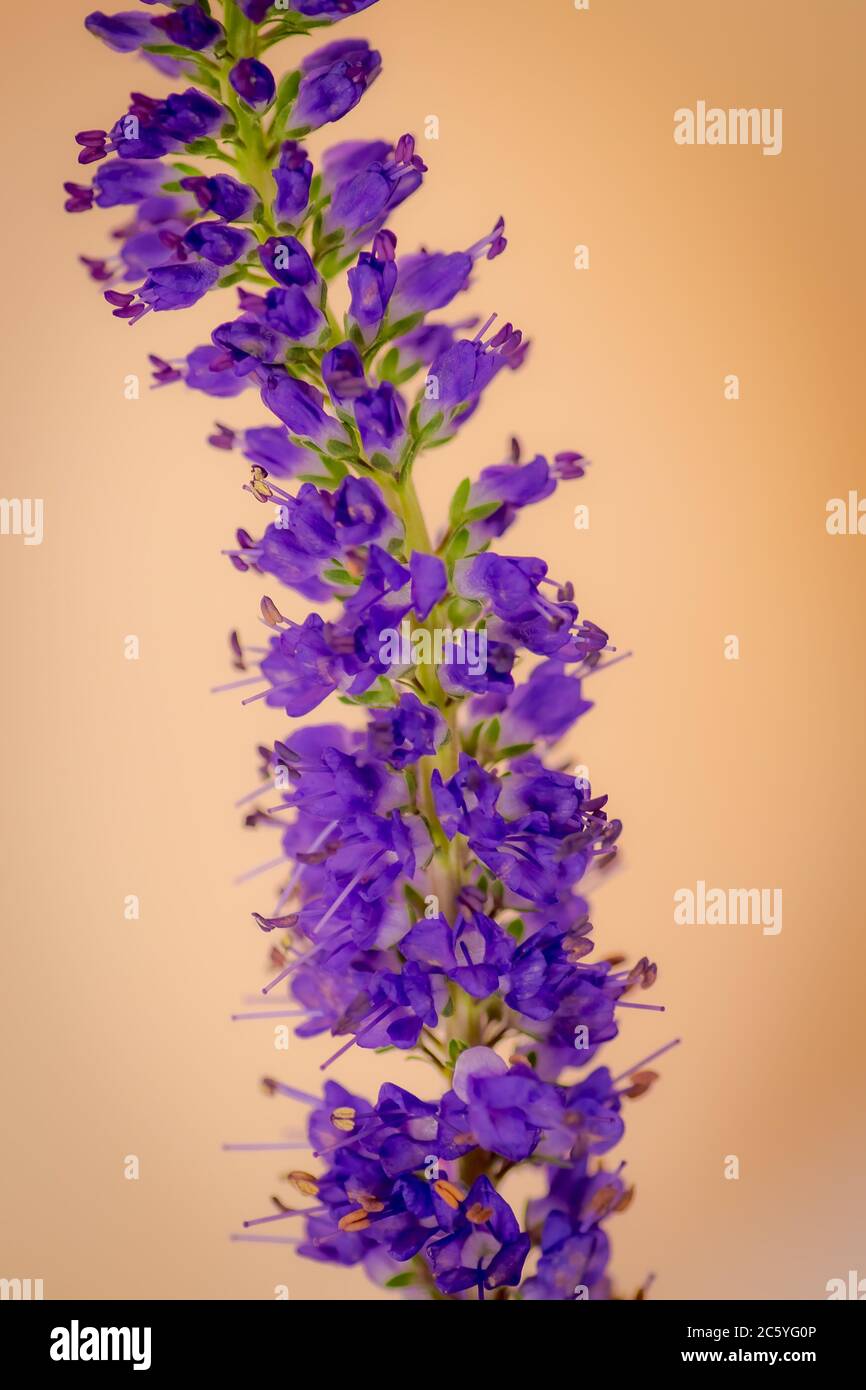 Nahaufnahme einer Blue Veronica Sommer Blumen Vielfalt, Studio-Aufnahme, lila Blumen Stockfoto