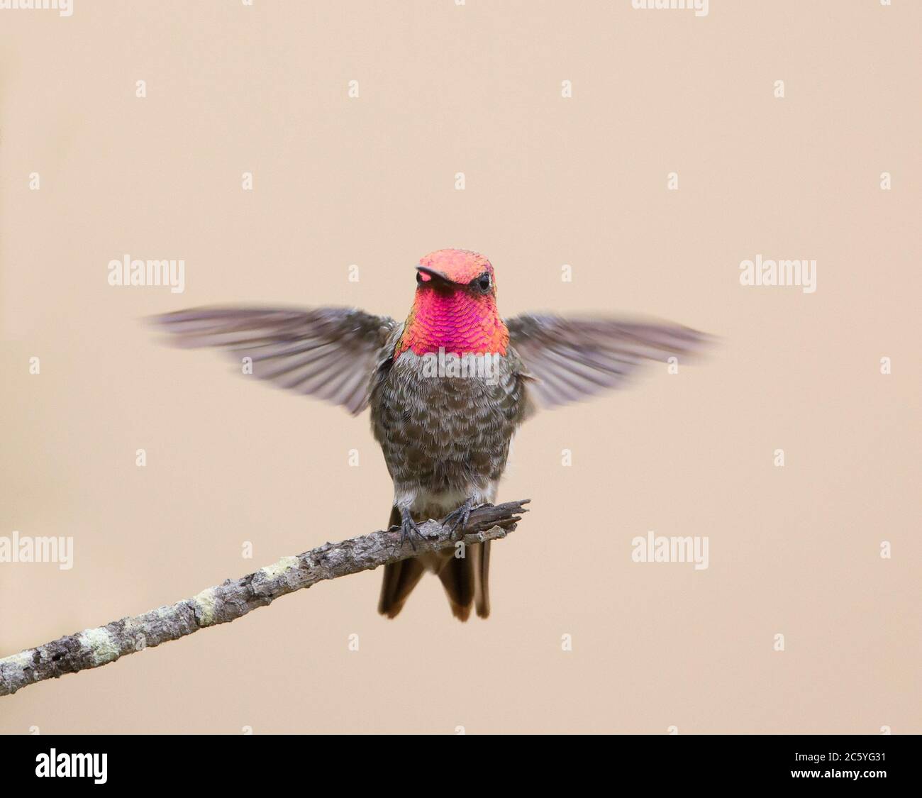 Annas Kolibri Gorget Red Wings breitete sich zur Seite aus Stockfoto