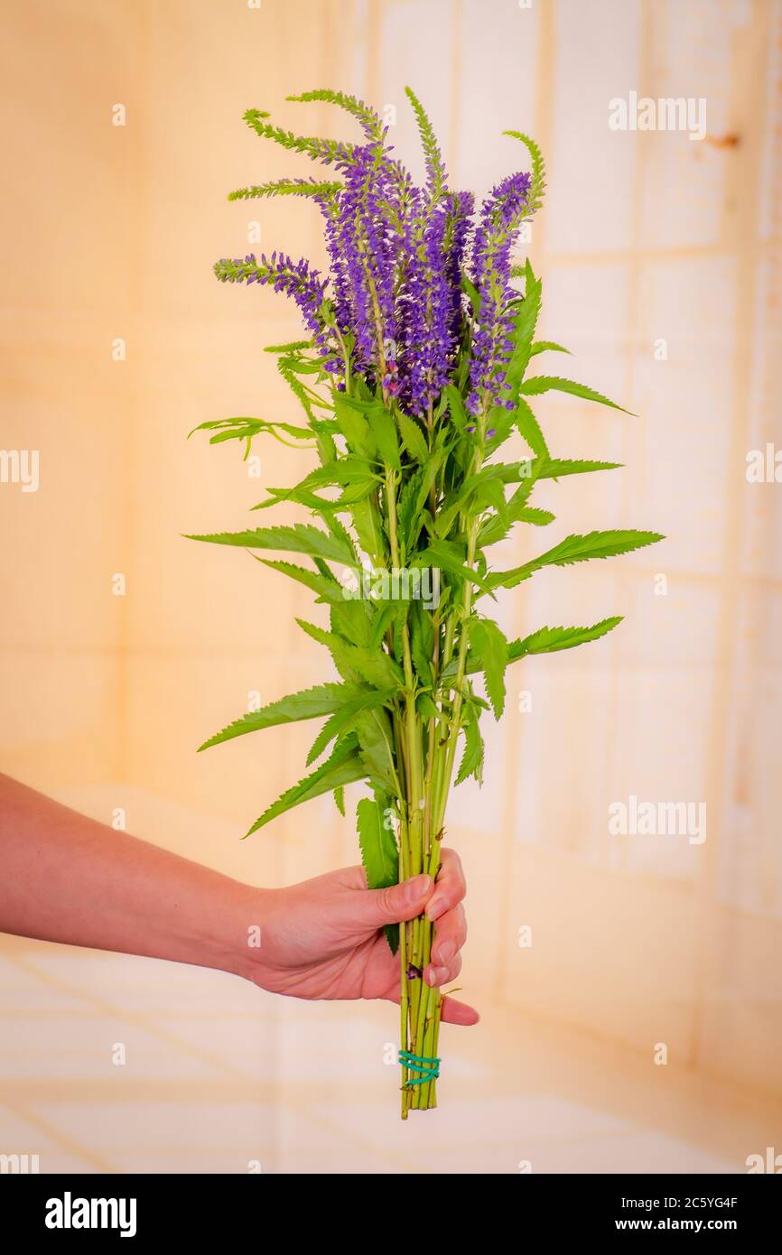 Frauen Hand hält einen Strauß von Blue Veronica Sommer Blumen Vielfalt, Studio erschossen, lila Blumen Stockfoto