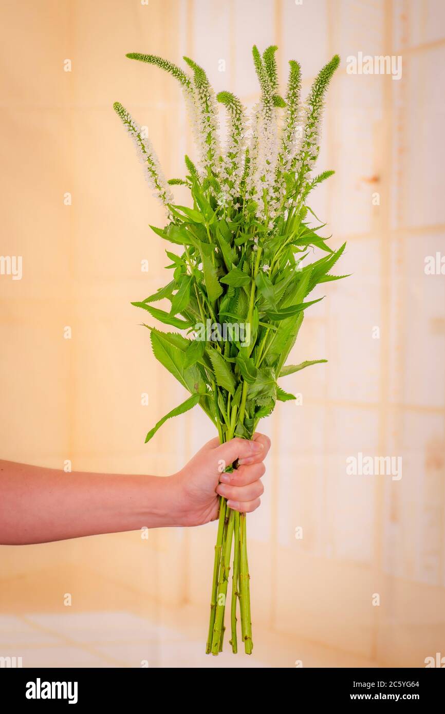 Nahaufnahme eines Bouquets von White Veronica Summer Flowers Variety, Studio-Aufnahme, weiße Blumen Stockfoto