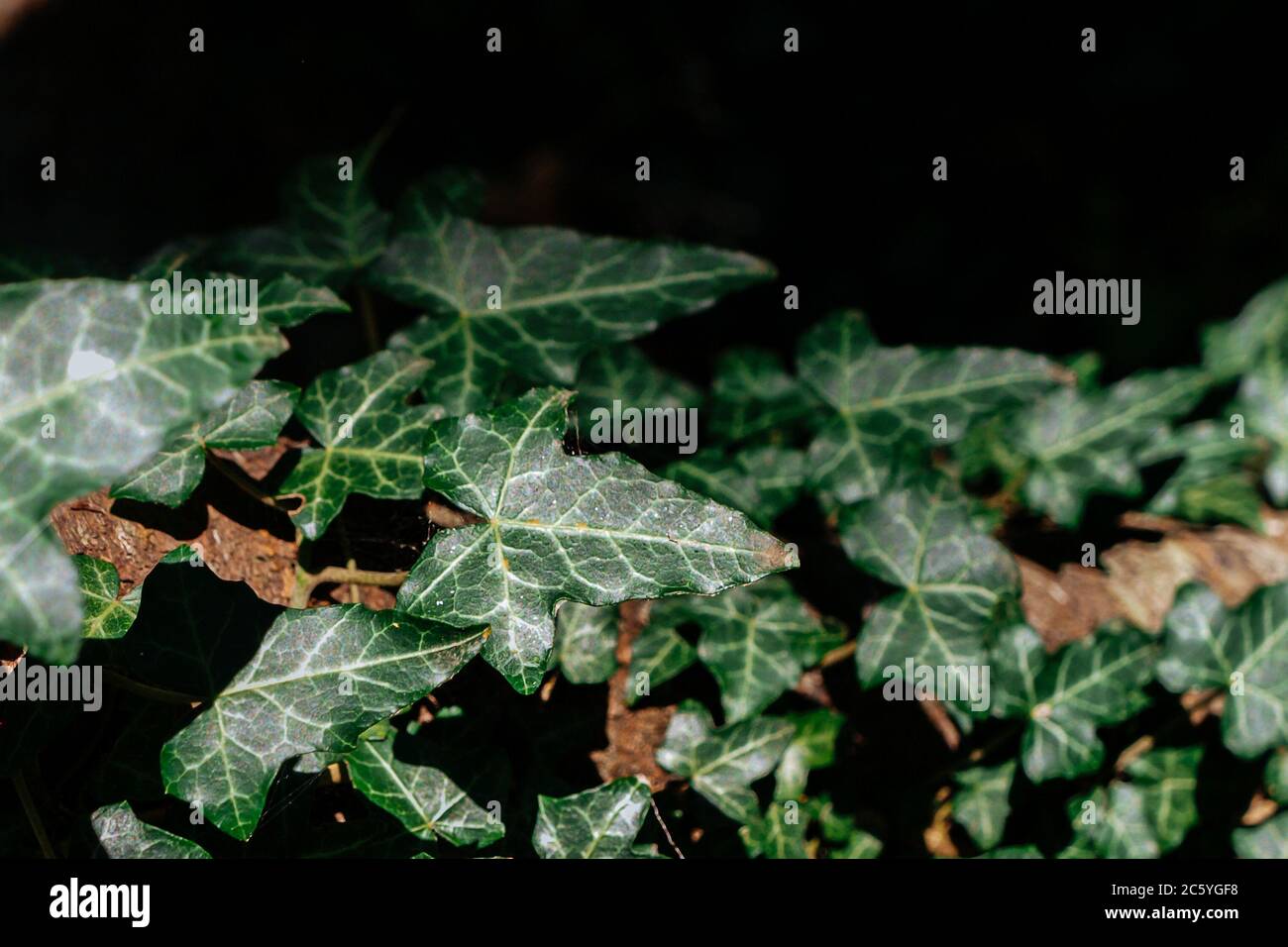 Frischer grüner Efeu auf einem Baum unter der Sonne. Stockfoto