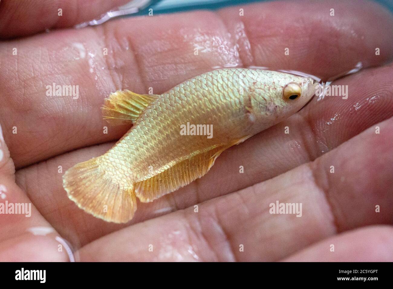 Betta Super Gold HMPK Halfmoon plakat Weibchen oder Plakat kämpfen Fisch splendens in der Hand. Stockfoto