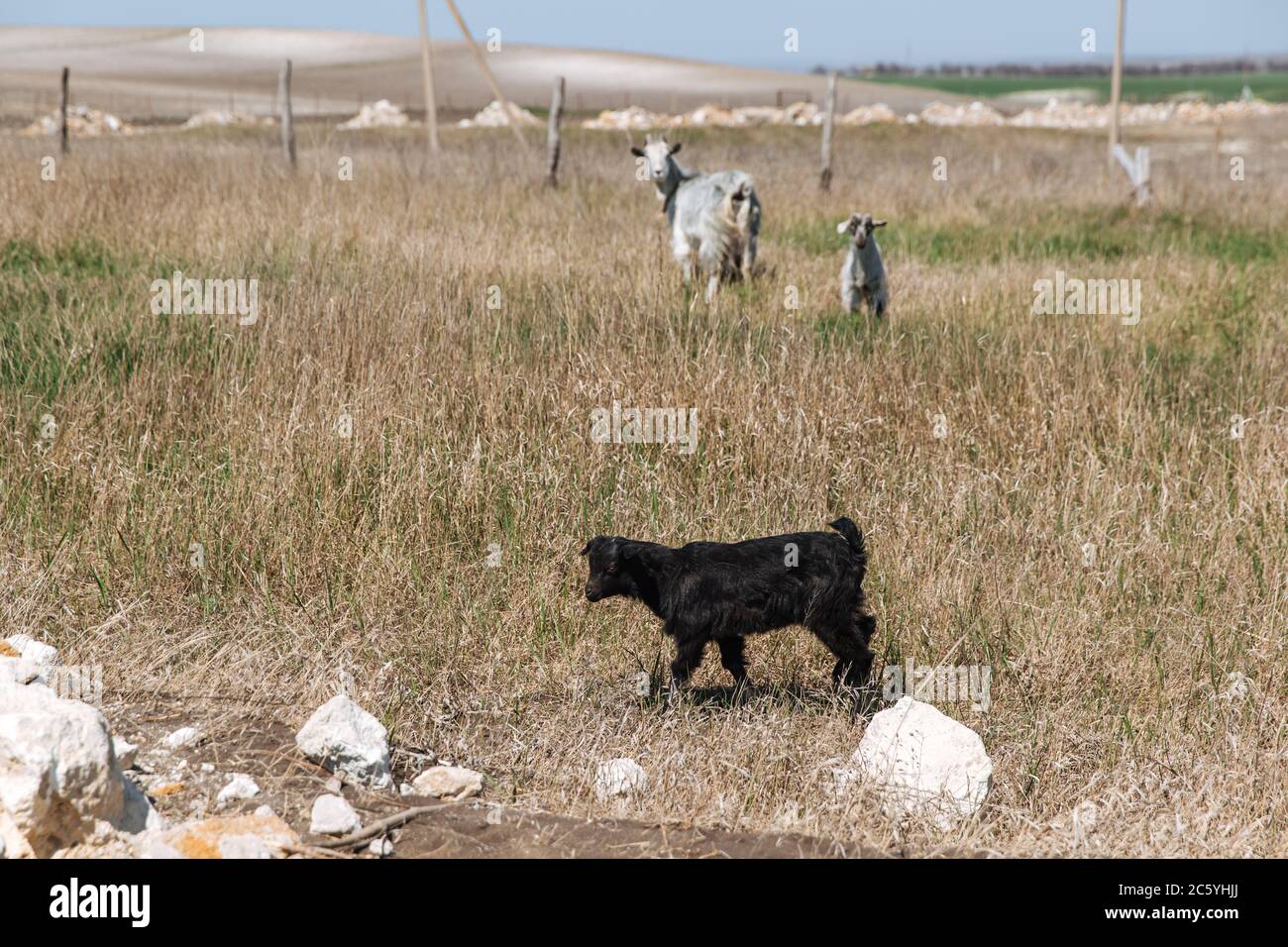 Zwei kleine Kinder von schwarz und weiß gehen auf dem Gras. Und neben ihnen ist ihre Ziegenmutter. Stockfoto