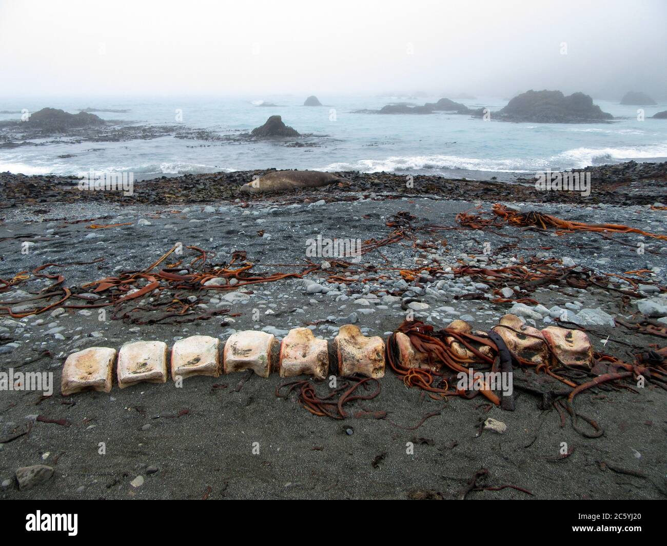 Überreste eines toten Wals, der auf Macquarie Island, einer Insel in der subantarktischen Region Australiens im südlichen pazifik, an Land gesetzt wurde. Stockfoto