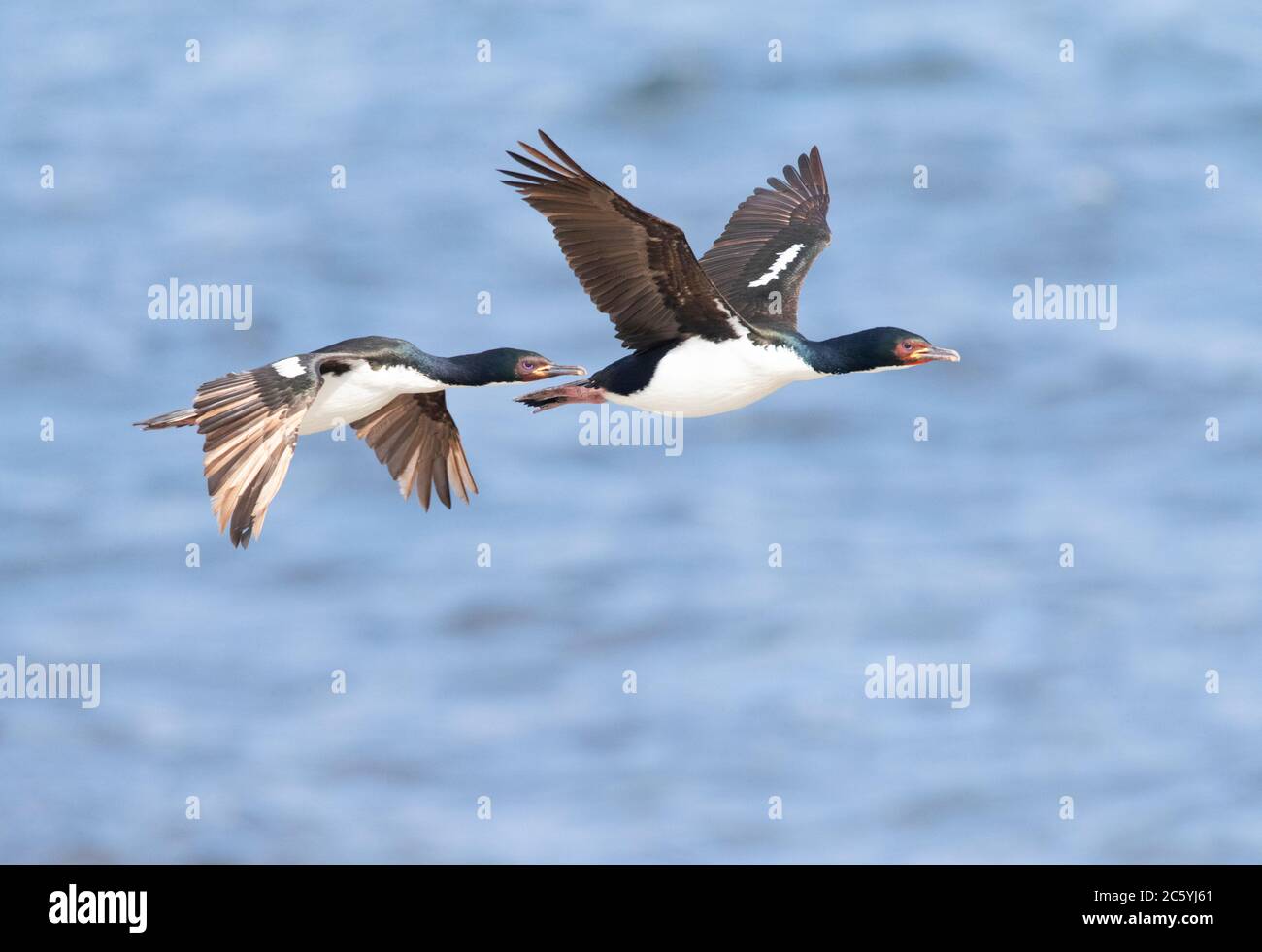 Zwei Auckland Islands Shags (Leucocarbo colensoi) im Flug entlang der Küste auf Enderby Island, Auckland Islands, Neuseeland. Stockfoto