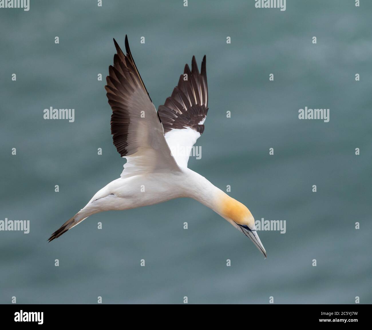 Australasian Gannet (Morus Serrator), auch bekannt als Australian Gannet, in Neuseeland. In der Luft hängend mit dem Meer als Hintergrund. Stockfoto