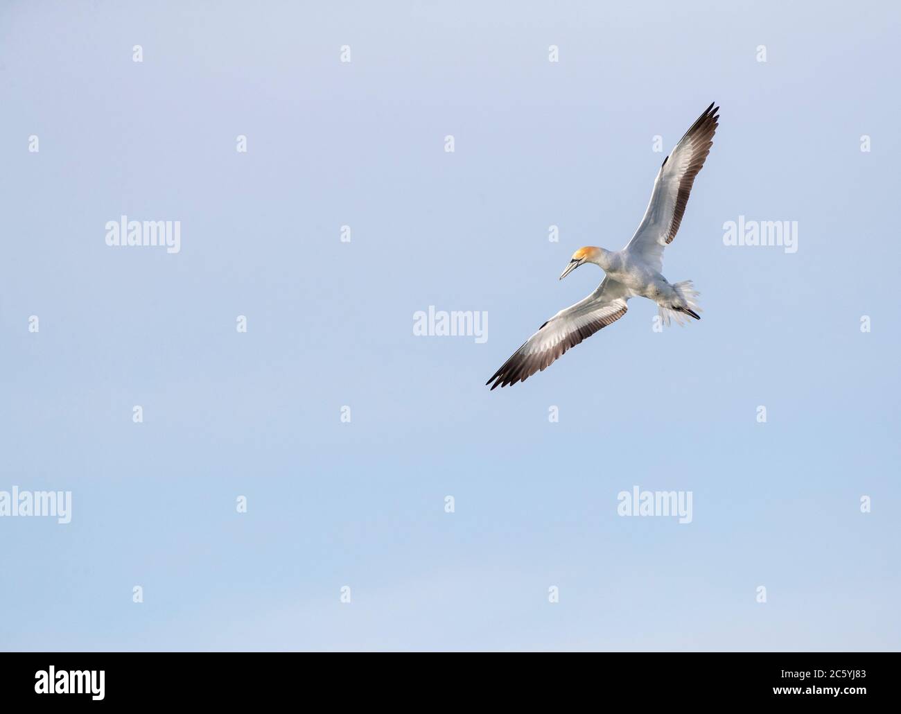 Australasian Gannet (Morus Serrator), auch bekannt als Australian Gannet, in Neuseeland. Erwachsene drehen in der Luft bereit zum Tauchen. Stockfoto