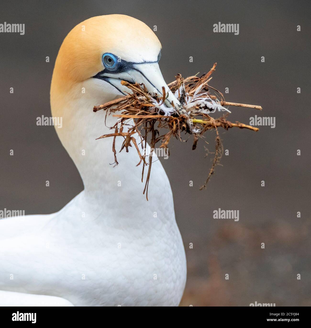 Australasian Gannet (Morus Serrator), auch bekannt als Australian Gannet, in Neuseeland. Nestmaterial für Erwachsene. Stockfoto