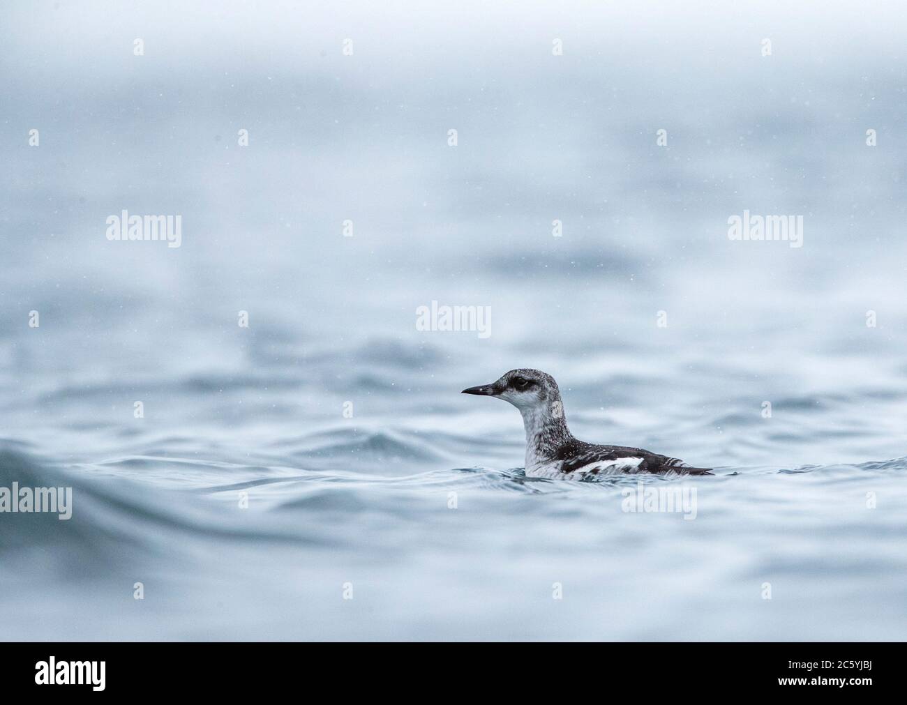 Schwarzer Guillemot (Cepphus grylle) im Winter schwimmt im Hafen von Vadso im arktischen Norwegen Gefieder. Stockfoto