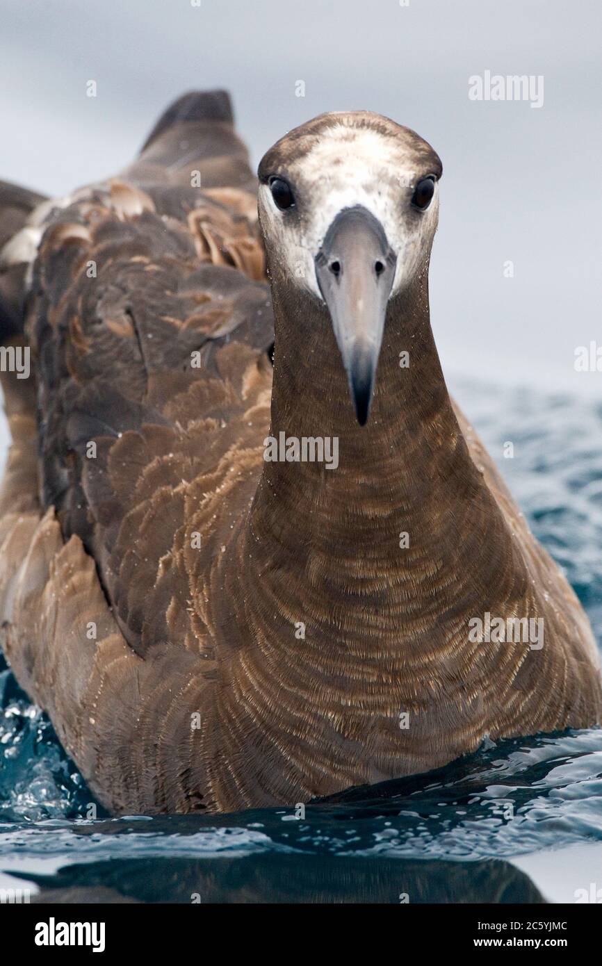 Porträt eines Schwarzfußalbatros (Phoebastria nigripes) vor der Küste von Kalifornien, USA. Stockfoto