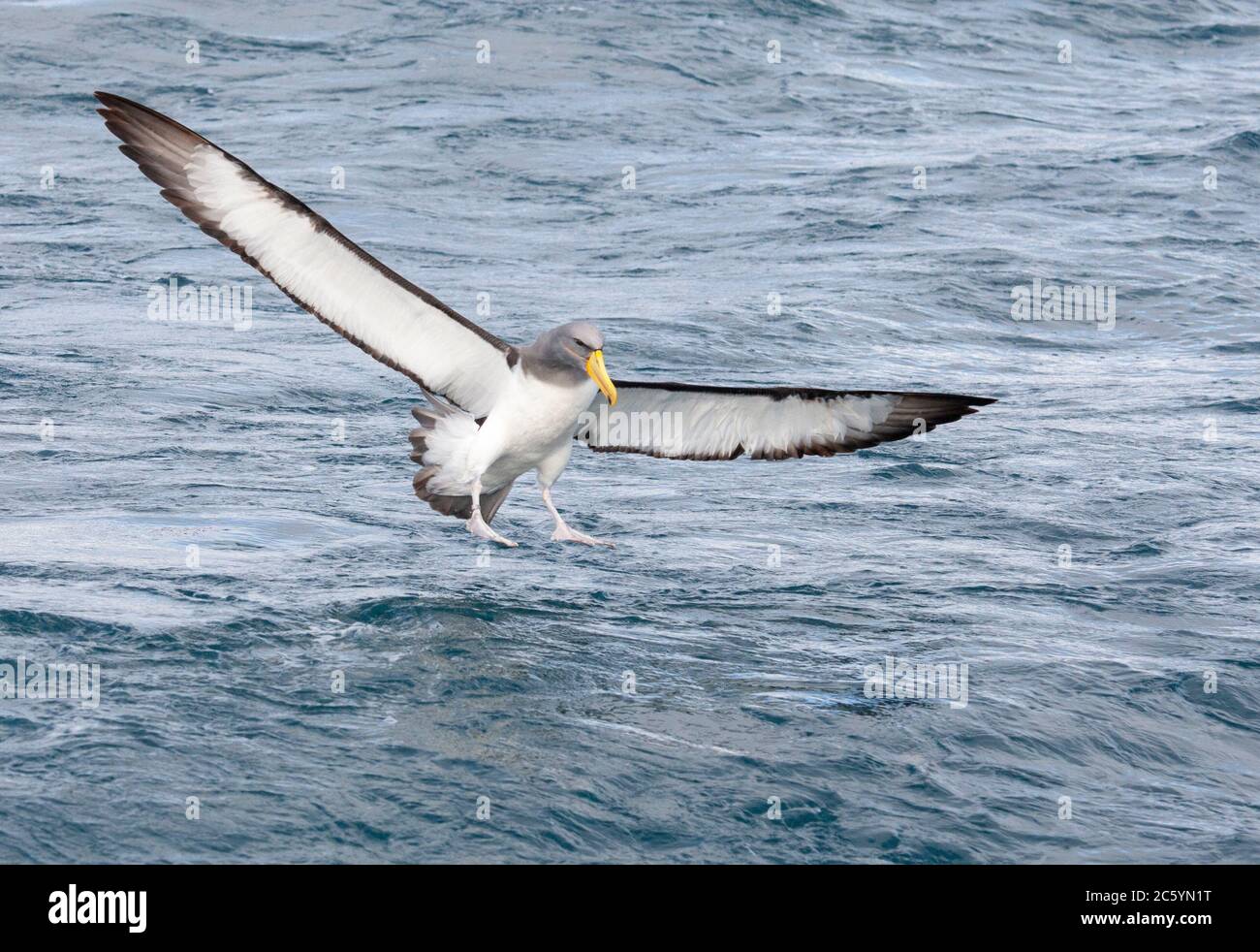 Chatham Albatross (Thalassarche eremita), auch bekannt als Chatham Island Mollymawk, während einer Chumming-Session vor Chatham Islands, Neuseeland. Landung Stockfoto