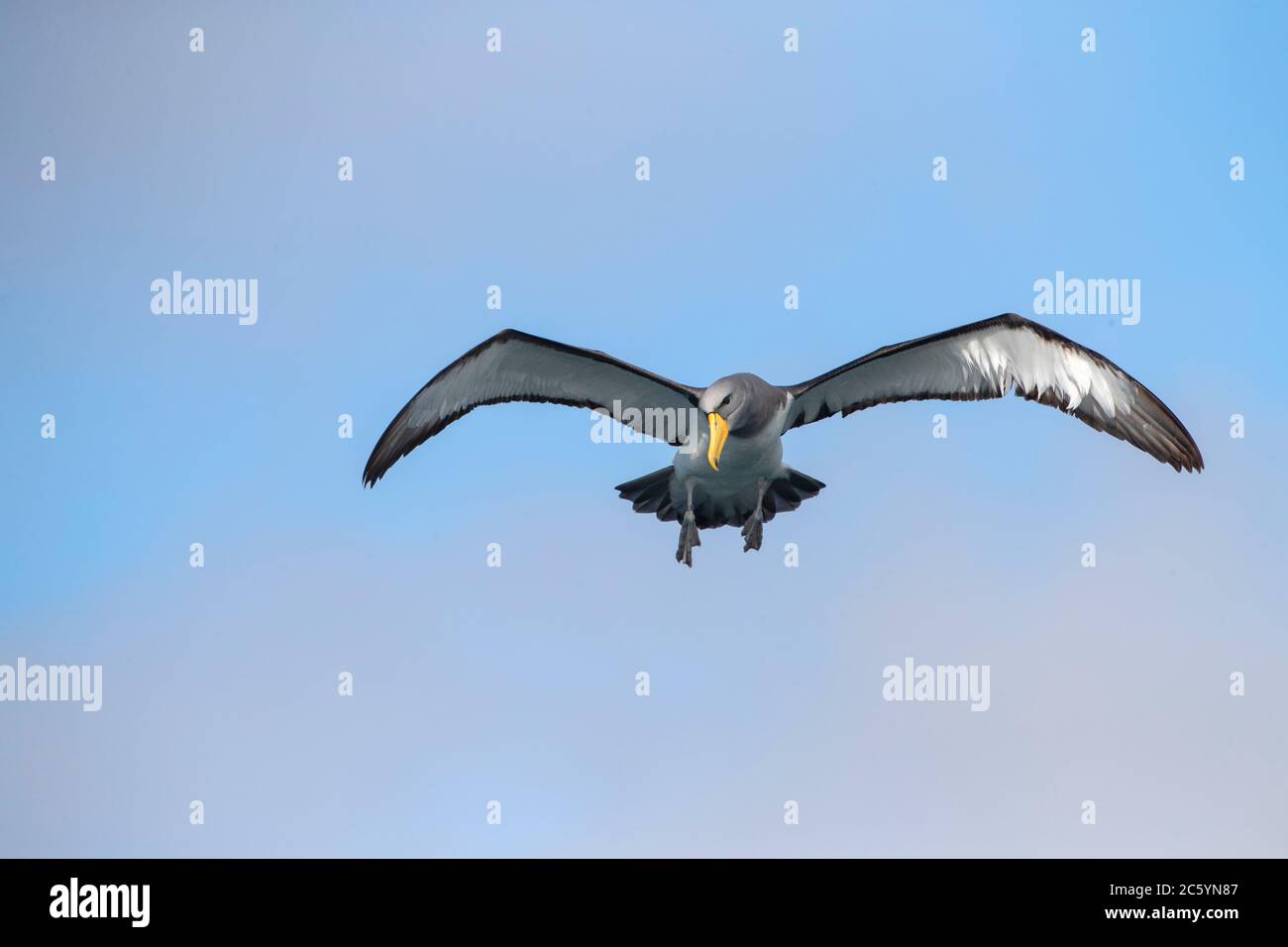 Chatham Albatross (Thalassarche eremita) auf See vor den Chatham-Inseln in Neuseeland. Erwachsene hängen in der Luft und schauen sich an, was los ist. Stockfoto