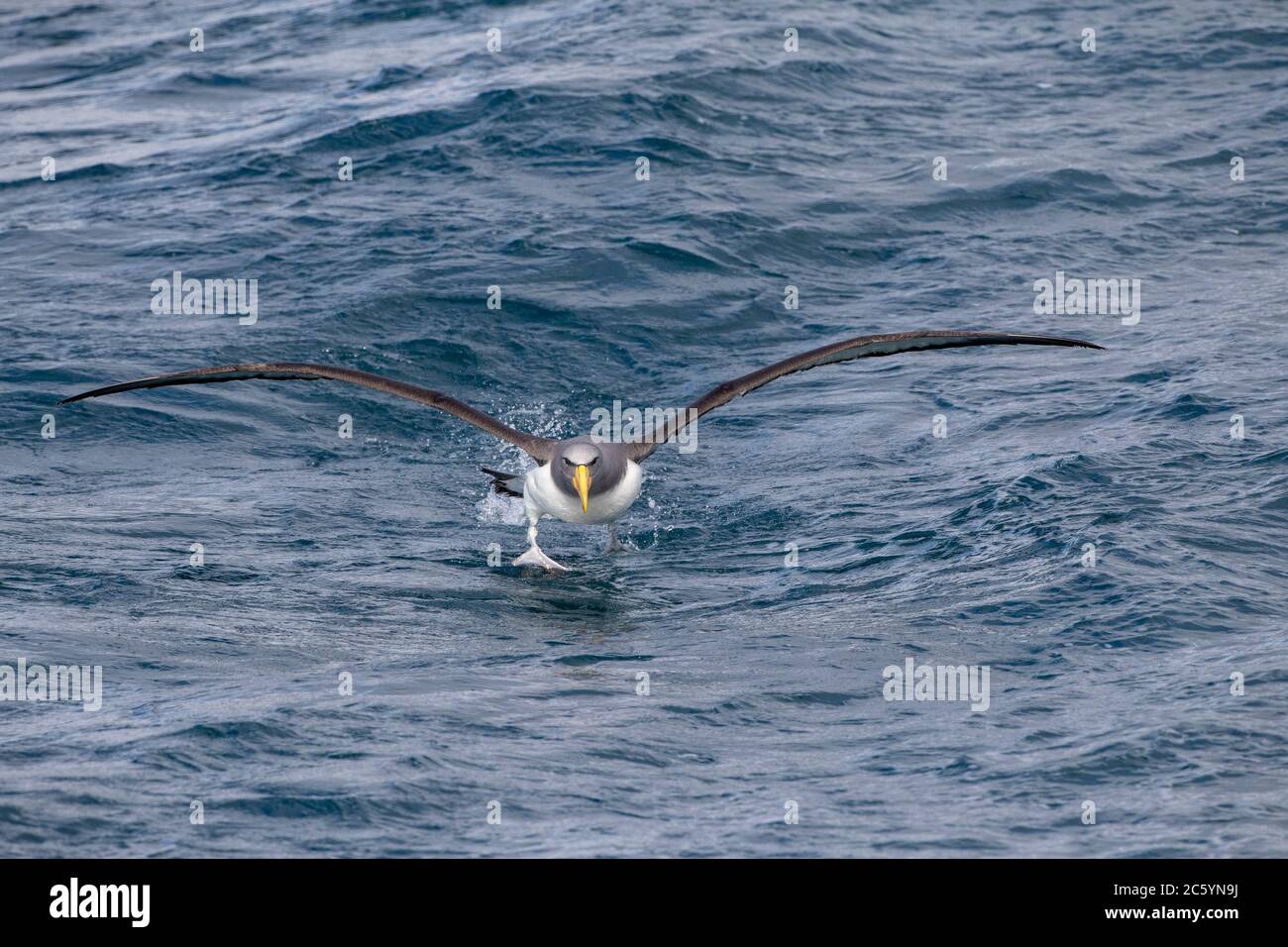 Chatham Albatross (Thalassarche eremita) läuft dem Schiff bei einer Chumingsession vor den Chatham Inseln, Neuseeland, nach Stockfoto