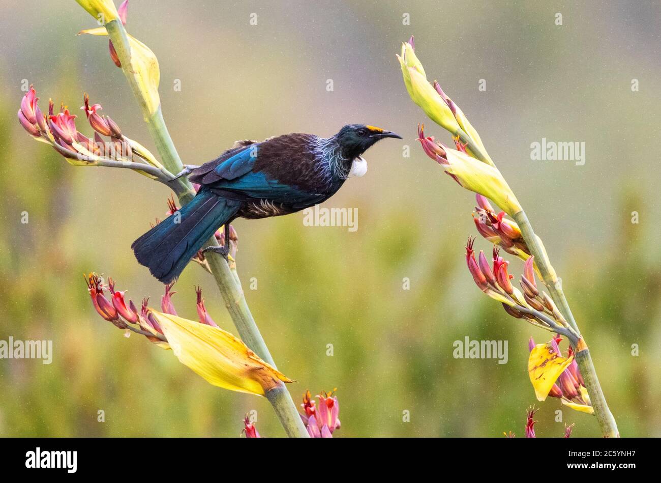 Chatham Island TUI (Prosthemadera novaeseelandiae chathamensis) auf der Hauptinsel der Chatham Islands. Seitlich auf einem Zweig eines tropischen sitzend Stockfoto