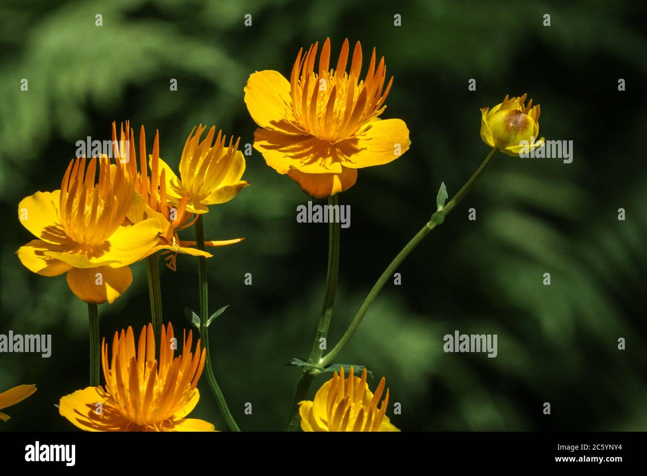 Chinesische Globenblume Trollius chinensis 'Goldene Königin' Stockfoto