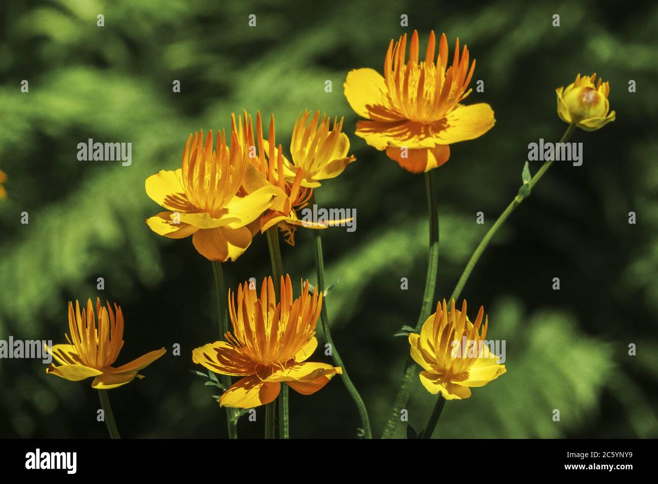 Chinesische Globenblume Trollius chinensis 'Goldene Königin' Stockfoto