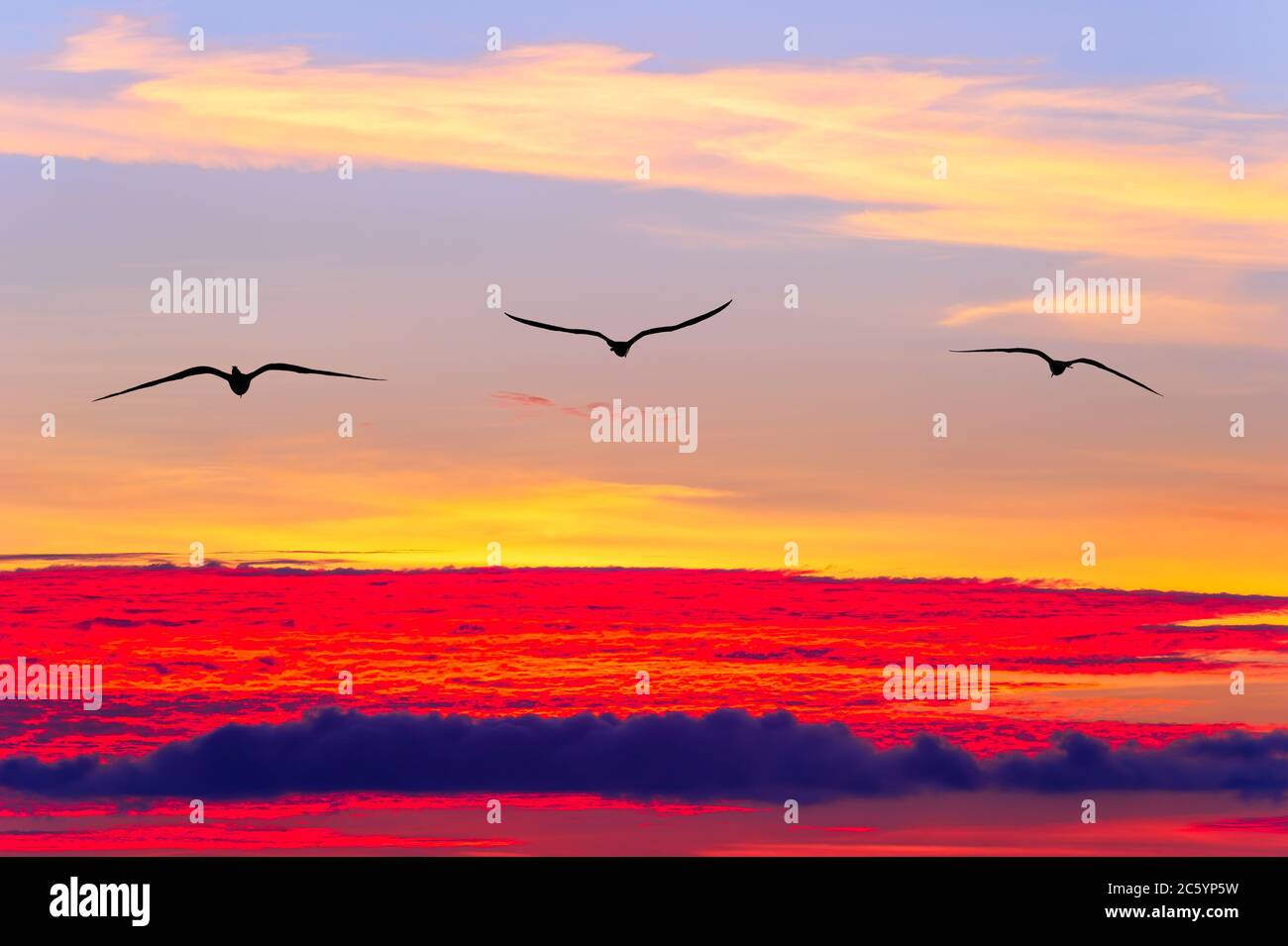 Drei Vögel fliegen über einen farbenfrohen, surrealen Sonnenuntergang Stockfoto