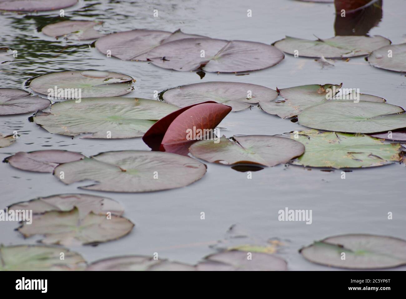 Lily Pads bei Mapleton Lilyponds Queensland Stockfoto