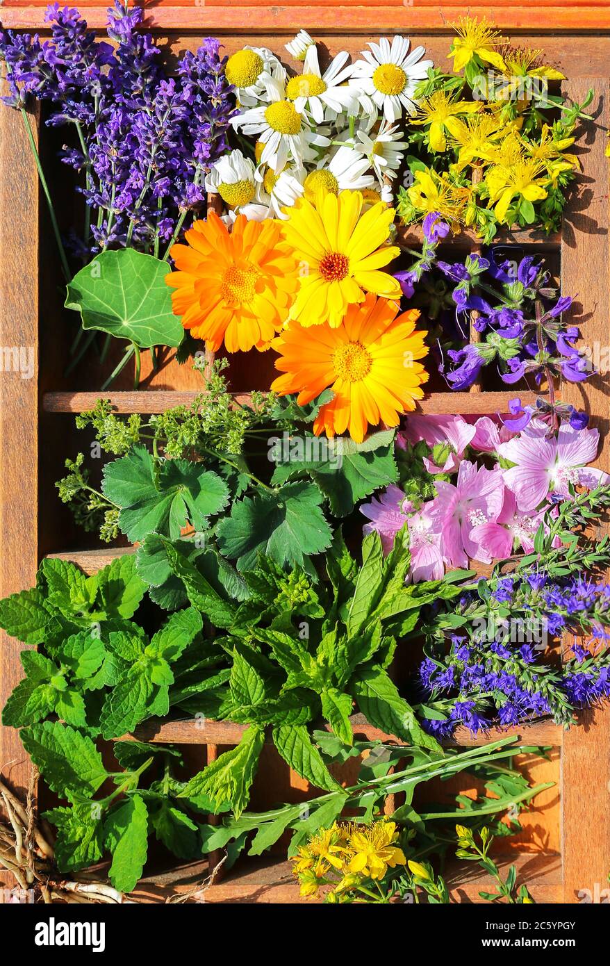 Medizinische Pflanzen in einem alten Briefkasten Stockfoto