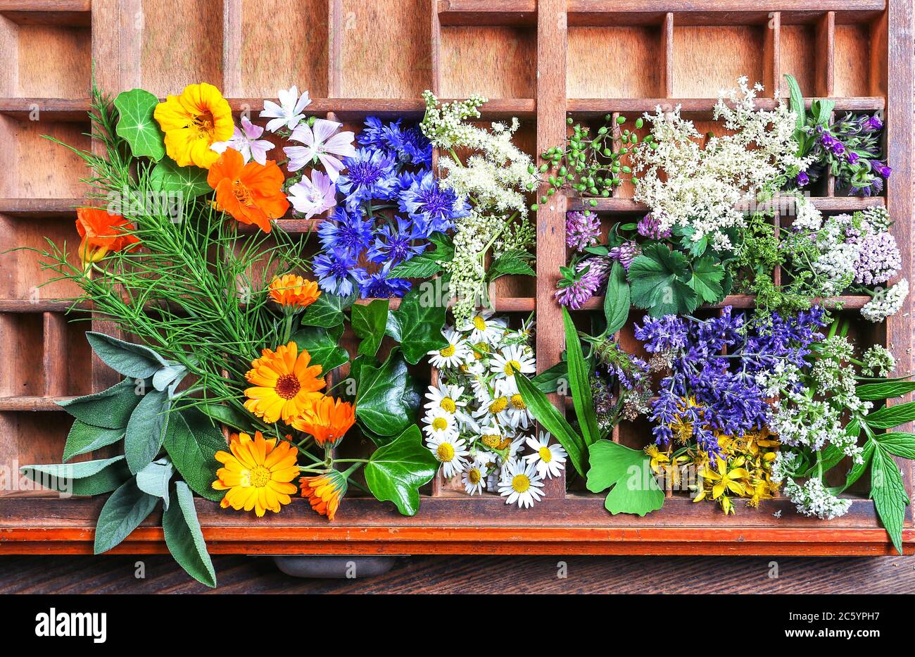 Medizinische Pflanzen in einem alten Briefkasten Stockfoto